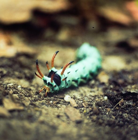 Hickory Horned Devil.jpg